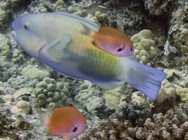 47 Bullethead Parrotfish and Agile Chromis IMG 2342